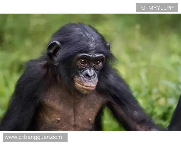 总是遭遇重创的足球明星背后的故事与奋斗历程